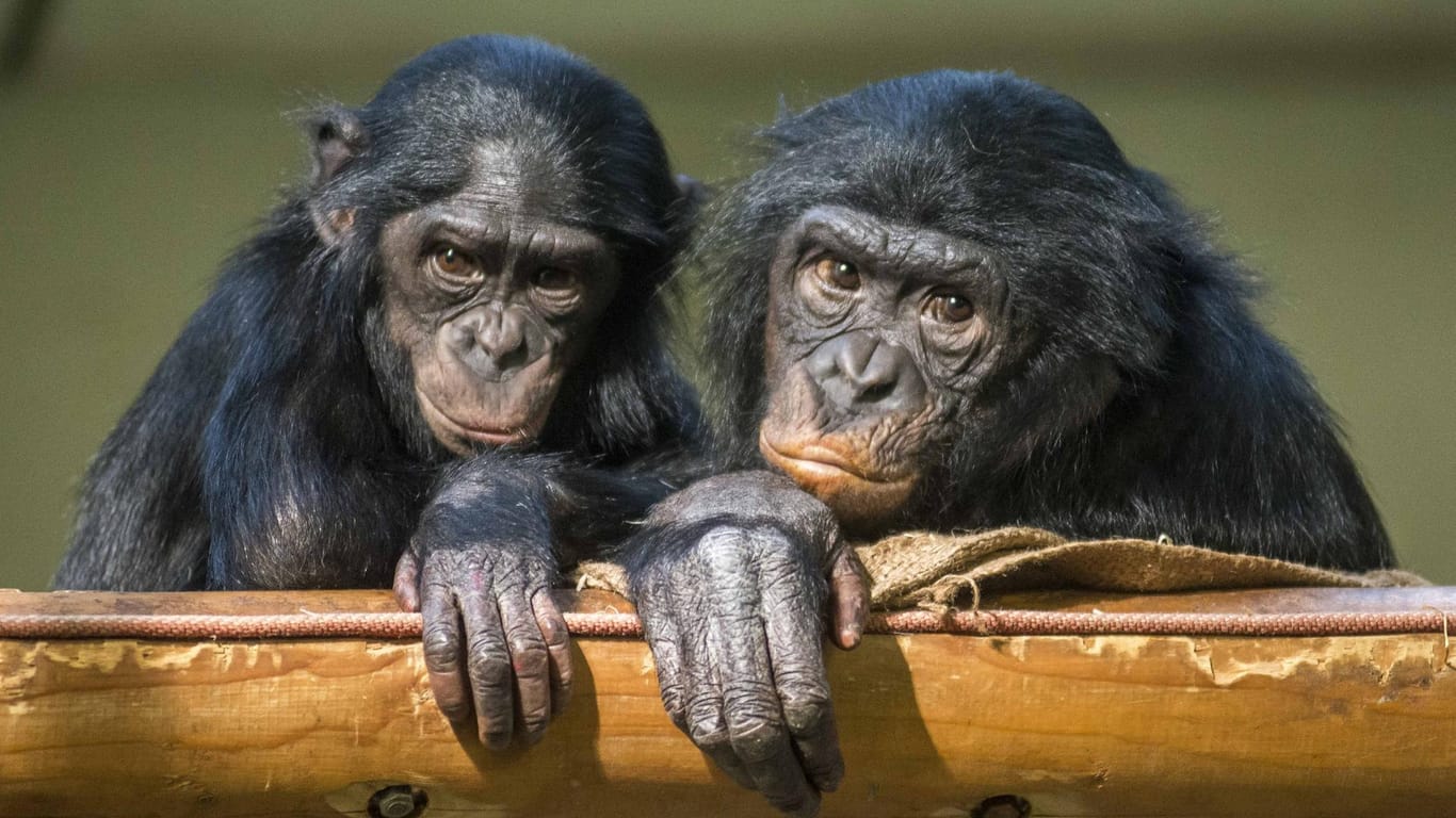 Bonobos: Es gibt weltweit weniger als 200 Menschenaffen in Zoos (Symbolbild).