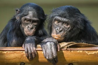 Bonobos: Es gibt weltweit weniger als 200 Menschenaffen in Zoos (Symbolbild).