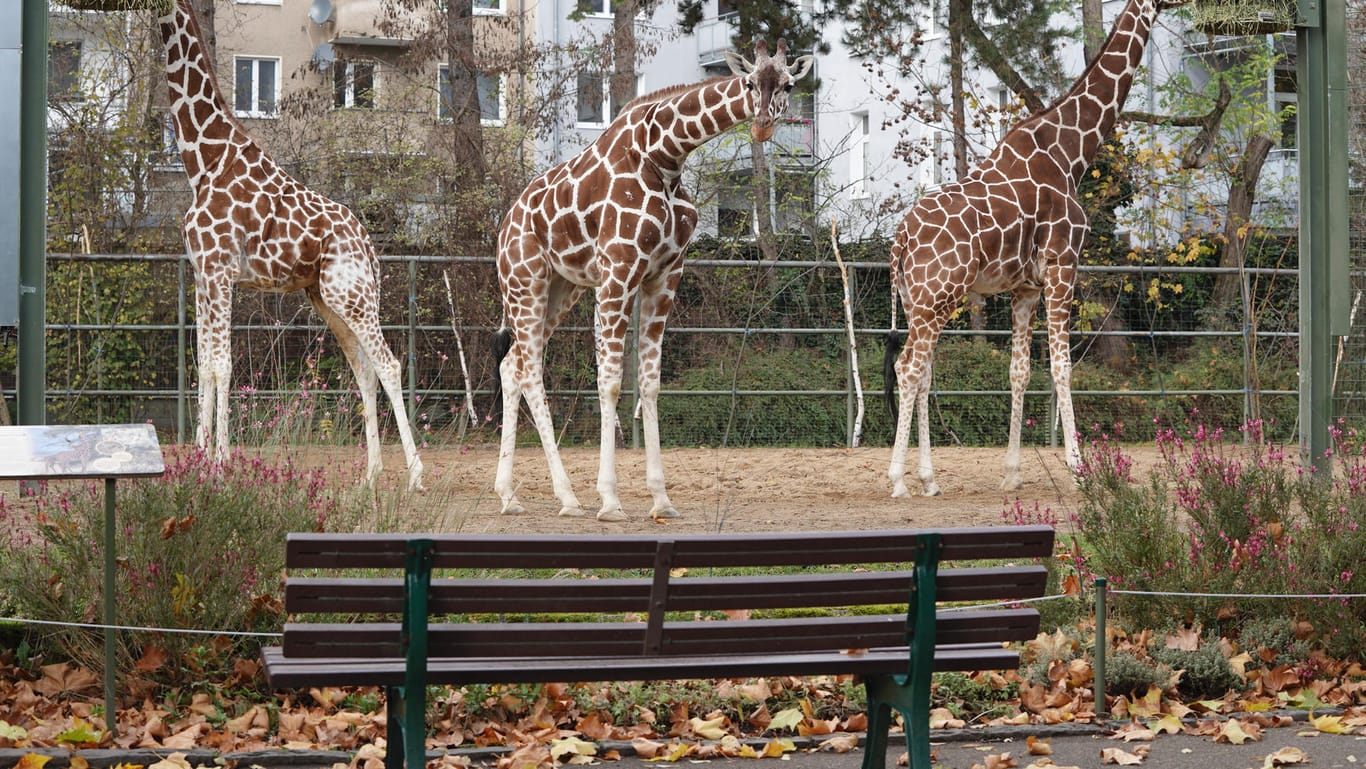 Die Giraffen im Kölner Zoo: Die Tiere sind viel aufmerksamer, wenn Menschen kommen.