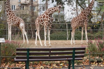 Die Giraffen im Kölner Zoo: Die Tiere sind viel aufmerksamer, wenn Menschen kommen.