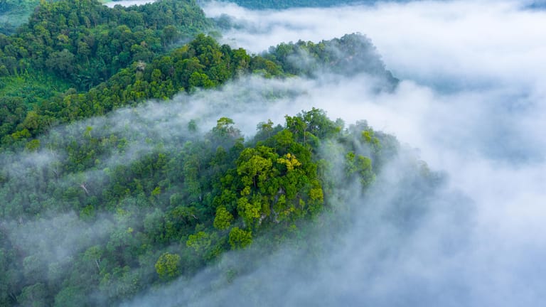 Amazonas-Regenwald: Die Klimakrise setzt dem Gebiet stark zu. Es droht zu vertrocknen.