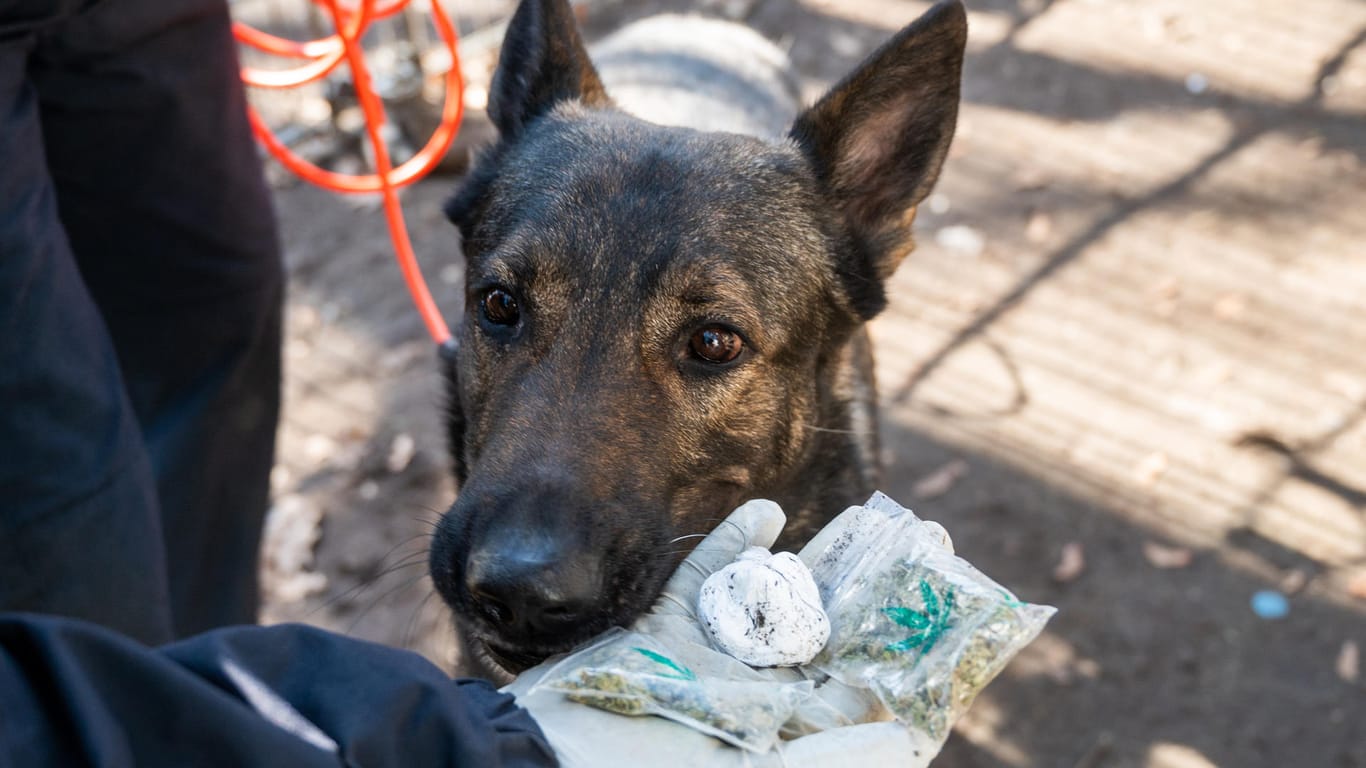 Ein Polizeibeamter hält Päckchen mit Drogen in der Hand, ein Hund schnüffelt daran. 180 Beamte waren an dem Einsatz beteiligt.