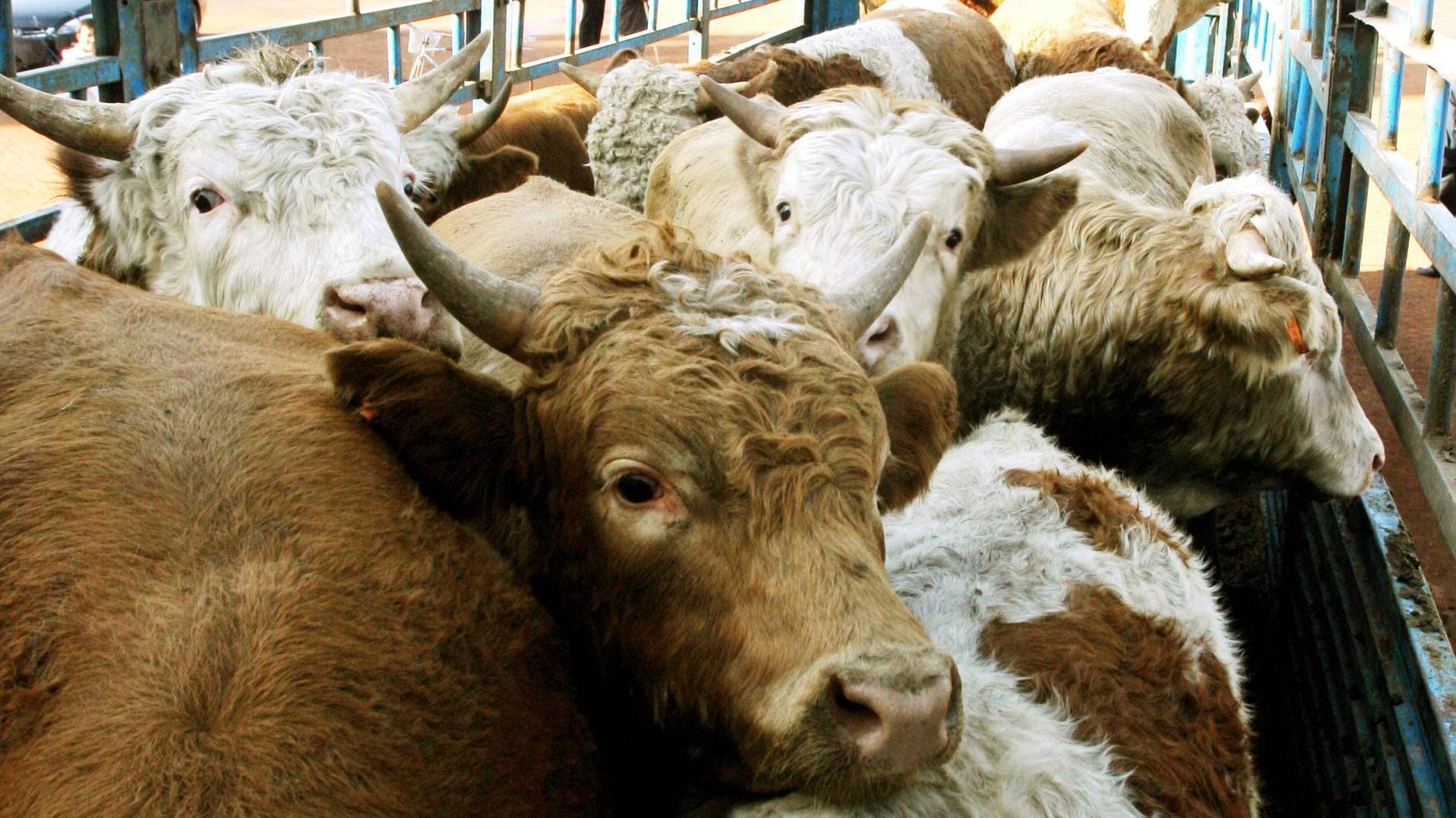 Rinder, bereit zum Transport (Symbolbild): Hunderte Tiere müssen am Hafen von Cartagena notgeschlachtet werden, entschied ein Gericht.