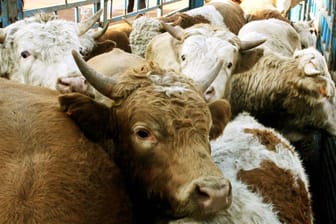 Rinder, bereit zum Transport (Symbolbild): Hunderte Tiere müssen am Hafen von Cartagena notgeschlachtet werden, entschied ein Gericht.