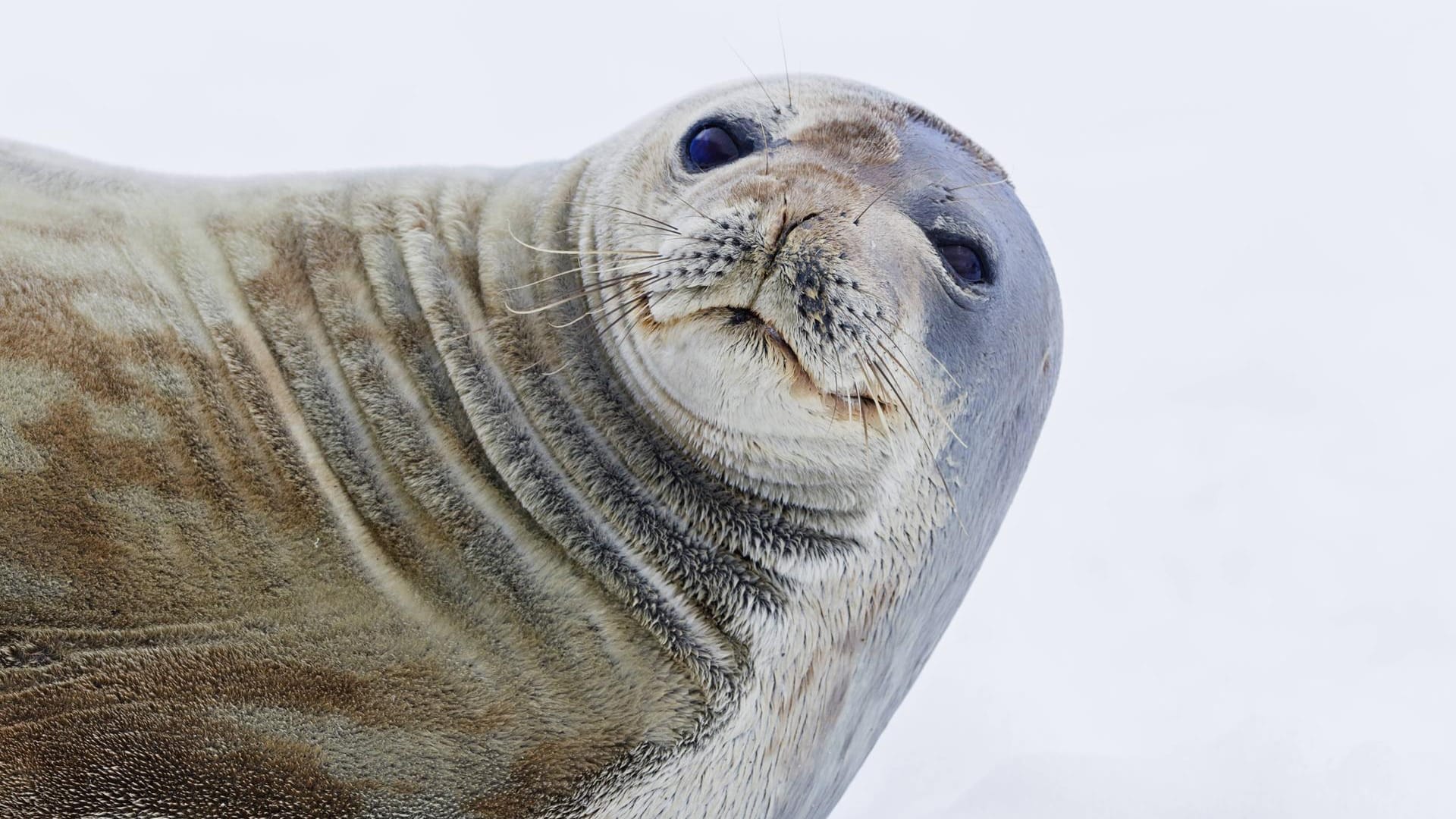 Weddelrobben: Kritiker sorgen sich um die Tierwelt in der unberührten Landschaft (Symbolbild).