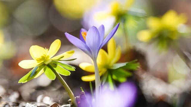 Dürfen Mieter den Garten mit benutzen, bedeutet dies nicht automatisch, dass sie ihn auch bepflanzen dürfen.