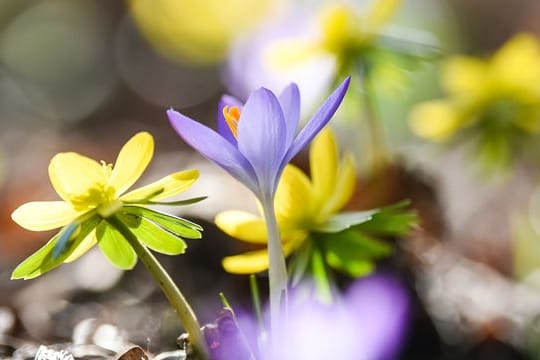 Dürfen Mieter den Garten mit benutzen, bedeutet dies nicht automatisch, dass sie ihn auch bepflanzen dürfen.