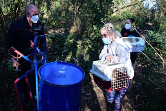 Helfer verstauen die lebenden Katzen: In einem verwahrlosten Wochenendhaus waren zwischen 150 und 200 Tierkadaver entdeckt worden.