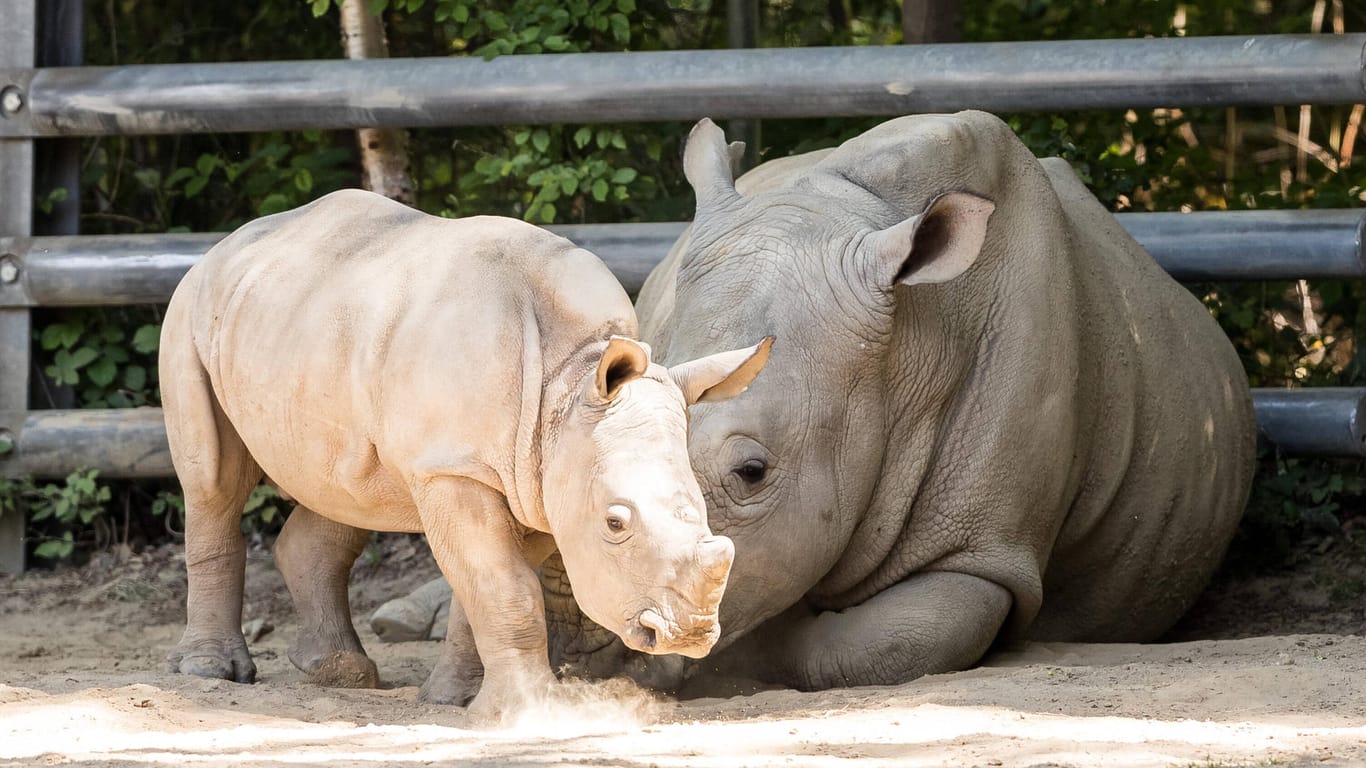 Das Nashorn-Baby Willi spielt mit seiner Mama im Zoo Dortmund (Archivbild): Ab dem 10. März darf der Dortmunder Zoo wieder Besucher empfangen.