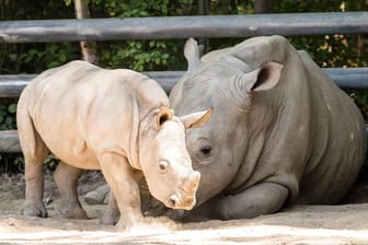 Das Nashorn-Baby Willi spielt mit seiner Mama im Zoo Dortmund (Archivbild): Ab dem 10. März darf der Dortmunder Zoo wieder Besucher empfangen.