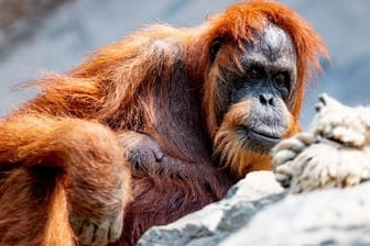 Die Orang-Utan-Dame Bella sitzt in ihrem Gehege (Archivbild): Sie ist der älteste Sumatra-Orang-Utan der Welt und Adoptiv-Oma für ein Junges.