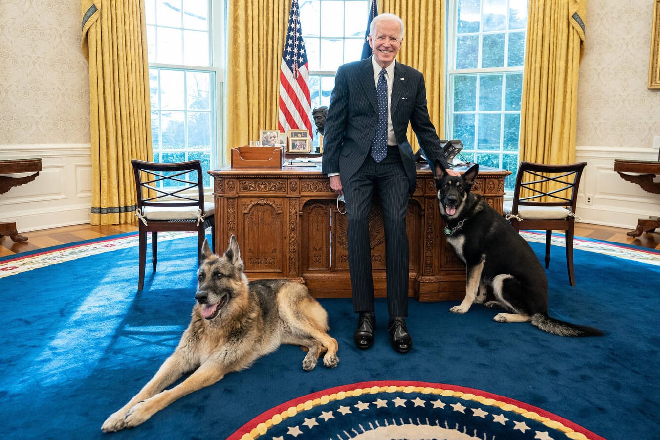 Joe Biden mit seinen Hunden Champ und Major im Oval Office: Die beiden Hunde dürfen ins Weiße Haus zurück.