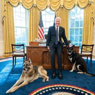 Joe Biden mit seinen Hunden Champ und Major im Oval Office: Die beiden Hunde dürfen ins Weiße Haus zurück.