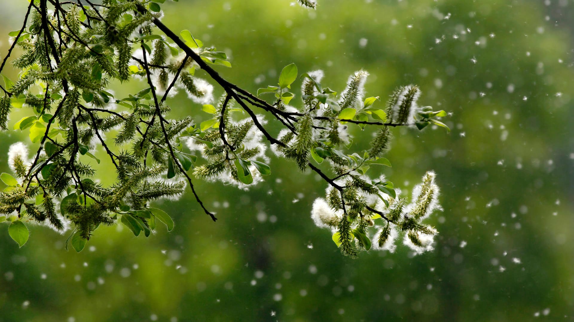 Pollenzeit: Wenn Pollen fliegen, reagiert die Körperabwehr in abgeschwächter Form auf Viren der Atemwege.