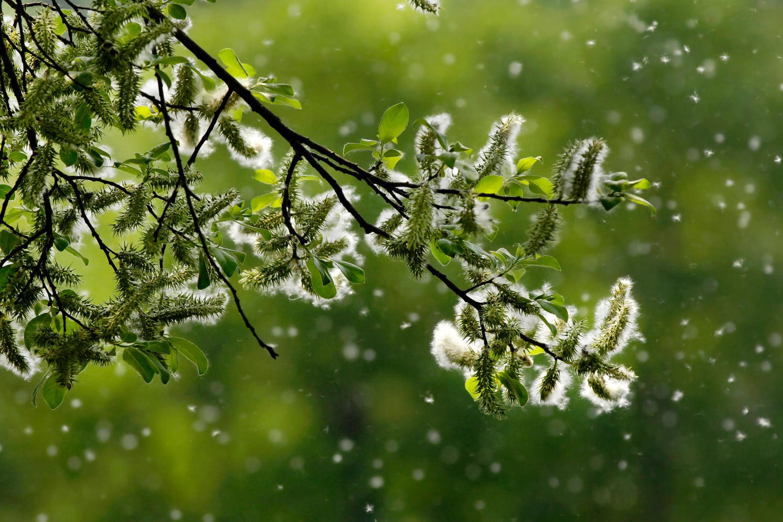 Pollenzeit: Wenn Pollen fliegen, reagiert die Körperabwehr in abgeschwächter Form auf Viren der Atemwege.