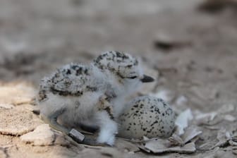 Ein Schneeregenpfeifer-Küken sitzt neben einem Ei.