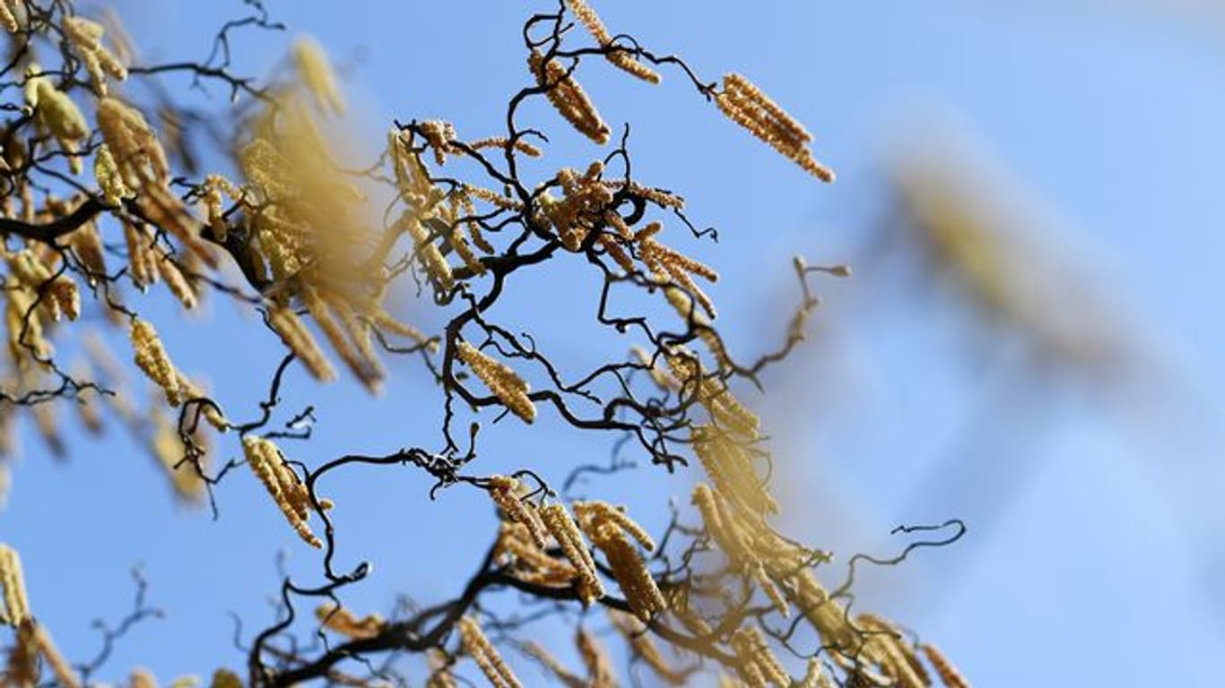 Starker Pollenflug kann einer Studie zufolge das Corona-Risiko erhöhen.