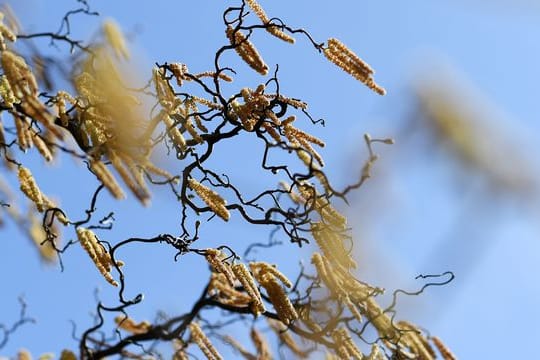 Starker Pollenflug kann einer Studie zufolge das Corona-Risiko erhöhen.