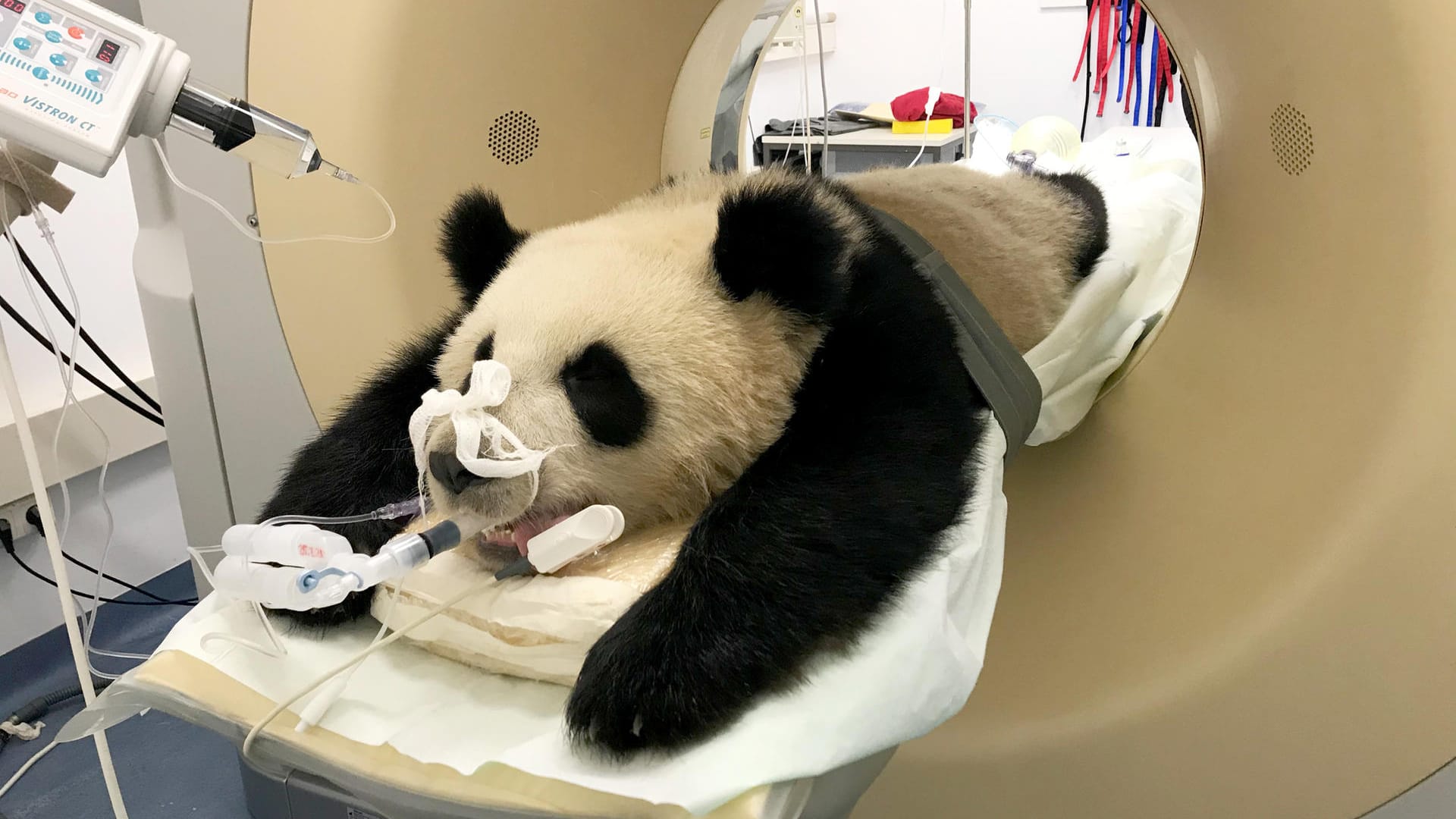 Der Panda Pit bei einer Computertomographie: Das Tier aus dem Zoo Berlin musste sich einem Gesundheitscheck unterziehen. Der Panda Pit bei einer Computertomographie: Das Tier aus dem Zoo Berlin musste sich einem Gesundheitscheck unterziehen.