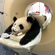 Der Panda Pit bei einer Computertomographie: Das Tier aus dem Zoo Berlin musste sich einem Gesundheitscheck unterziehen.