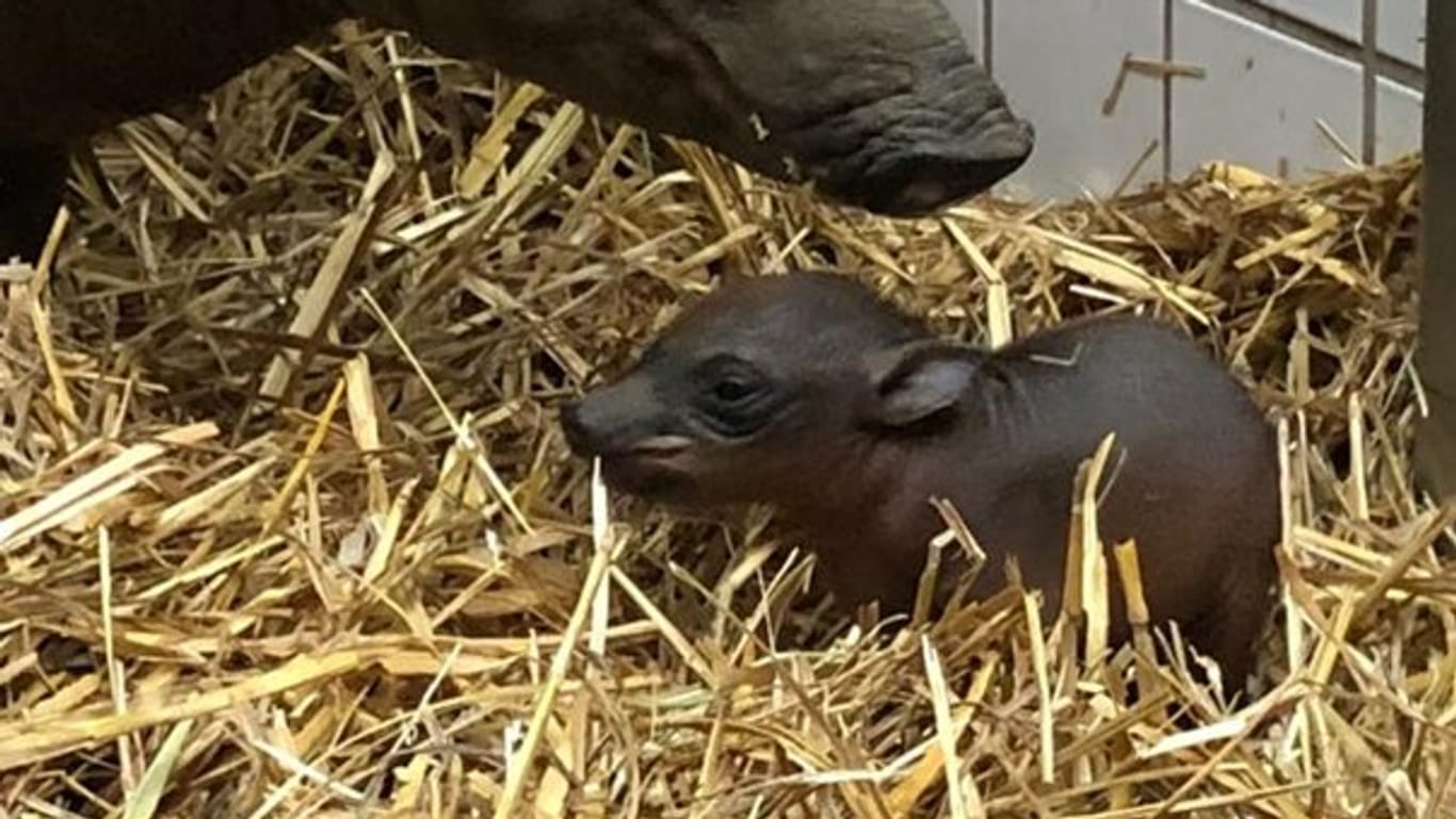 Ein Hirscheber-Baby: Der Wuppertaler Zoo freut sich über den seltenen Nachwuchs.
