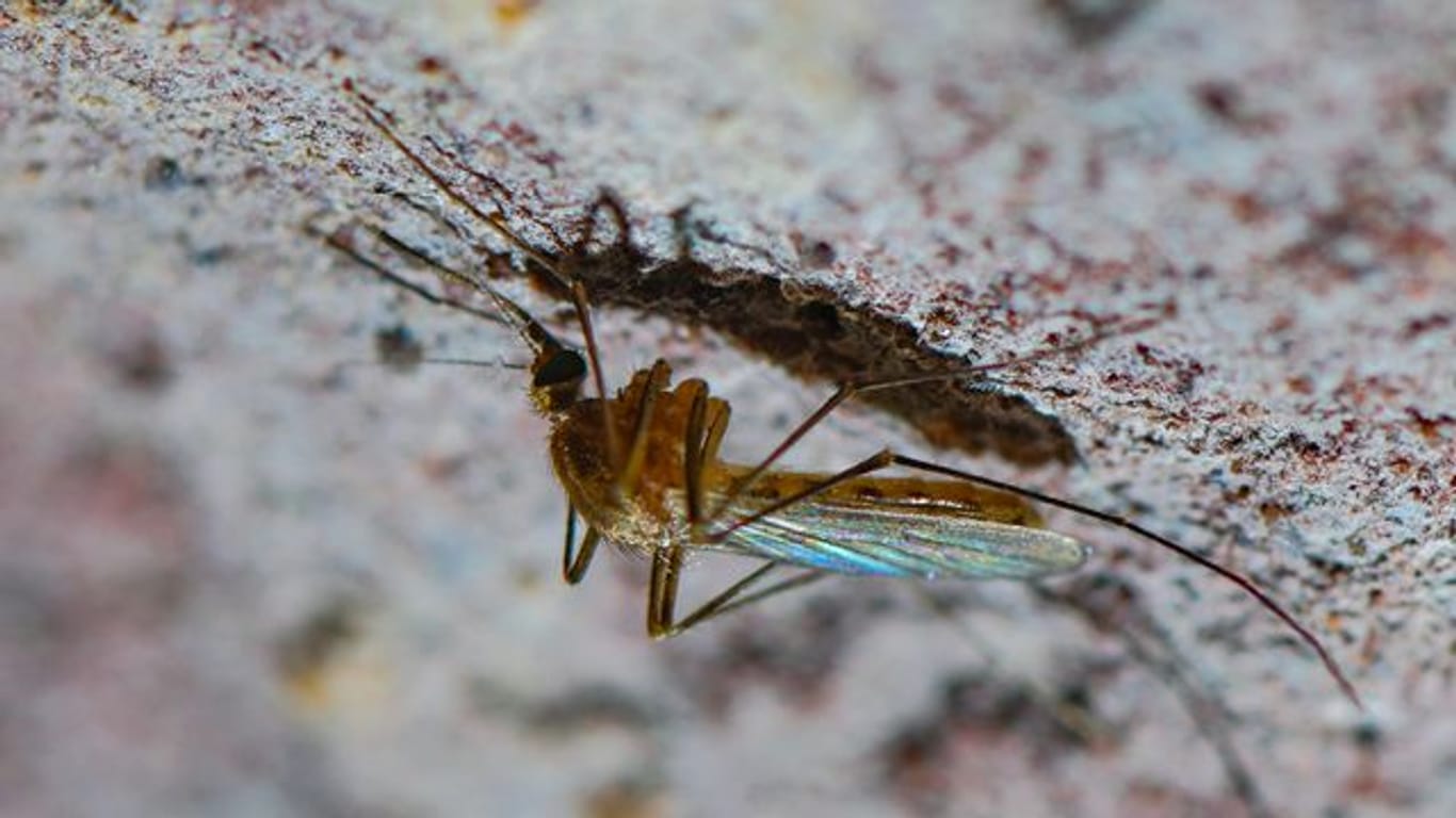 Stechmücke: Die als Überträger dienenden Stechmücken saugen sowohl bei Vögeln, als auch bei anderen Wirbeltieren und dem Menschen.