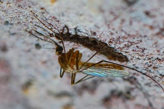 Stechmücke: Die als Überträger dienenden Stechmücken saugen sowohl bei Vögeln, als auch bei anderen Wirbeltieren und dem Menschen.