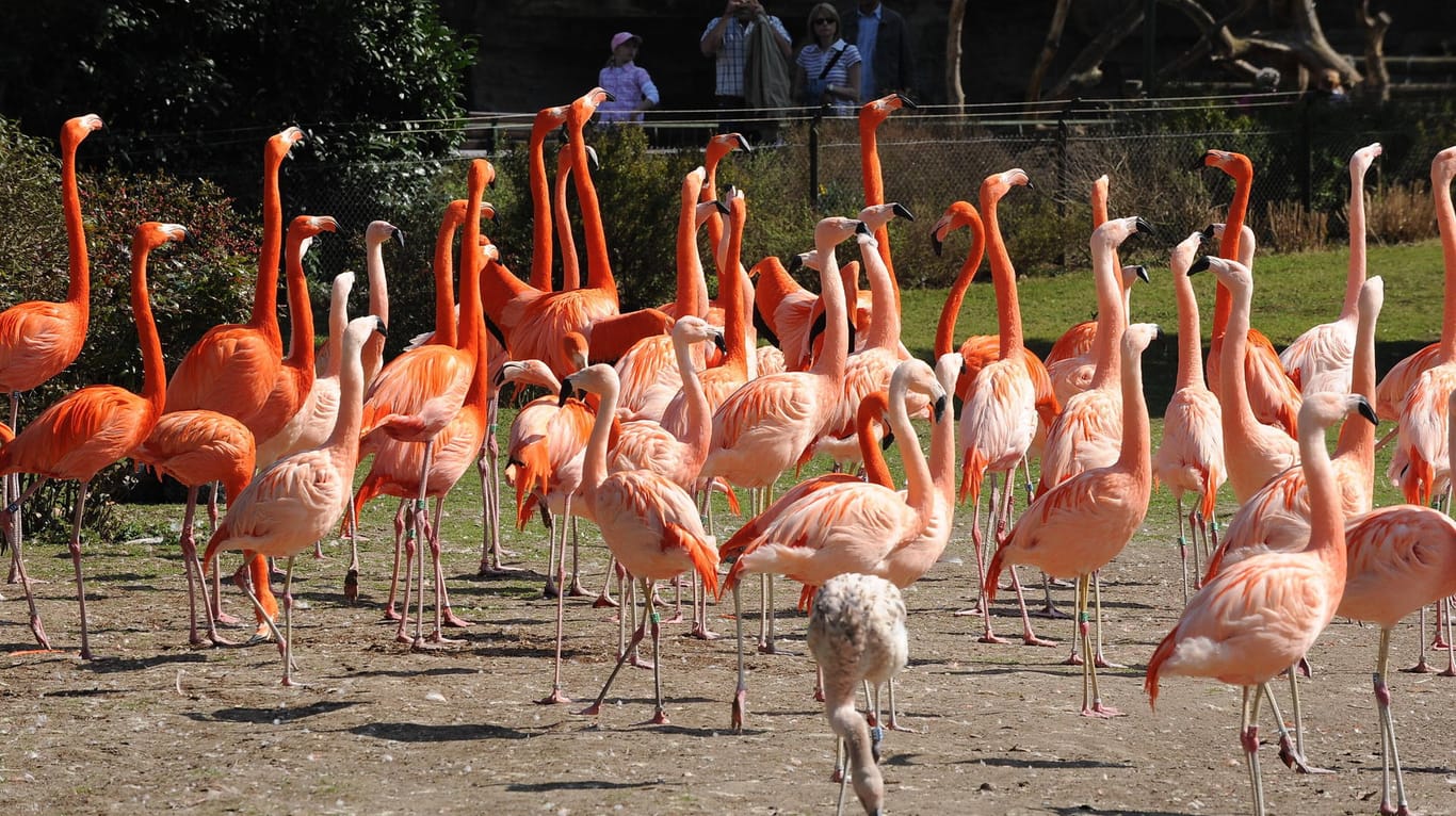 Rosa Flamingos im Kölner Zoo (Archivbild): Die Tiere haben wochenlang keine Besucher mehr gesehen.