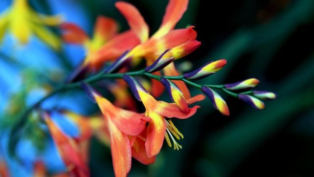 Die Zwiebeln von Montbretien und anderen Sommerblumen sollten erst ab Ende April gesetzt werden.