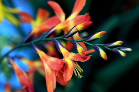 Die Zwiebeln von Montbretien und anderen Sommerblumen sollten erst ab Ende April gesetzt werden.