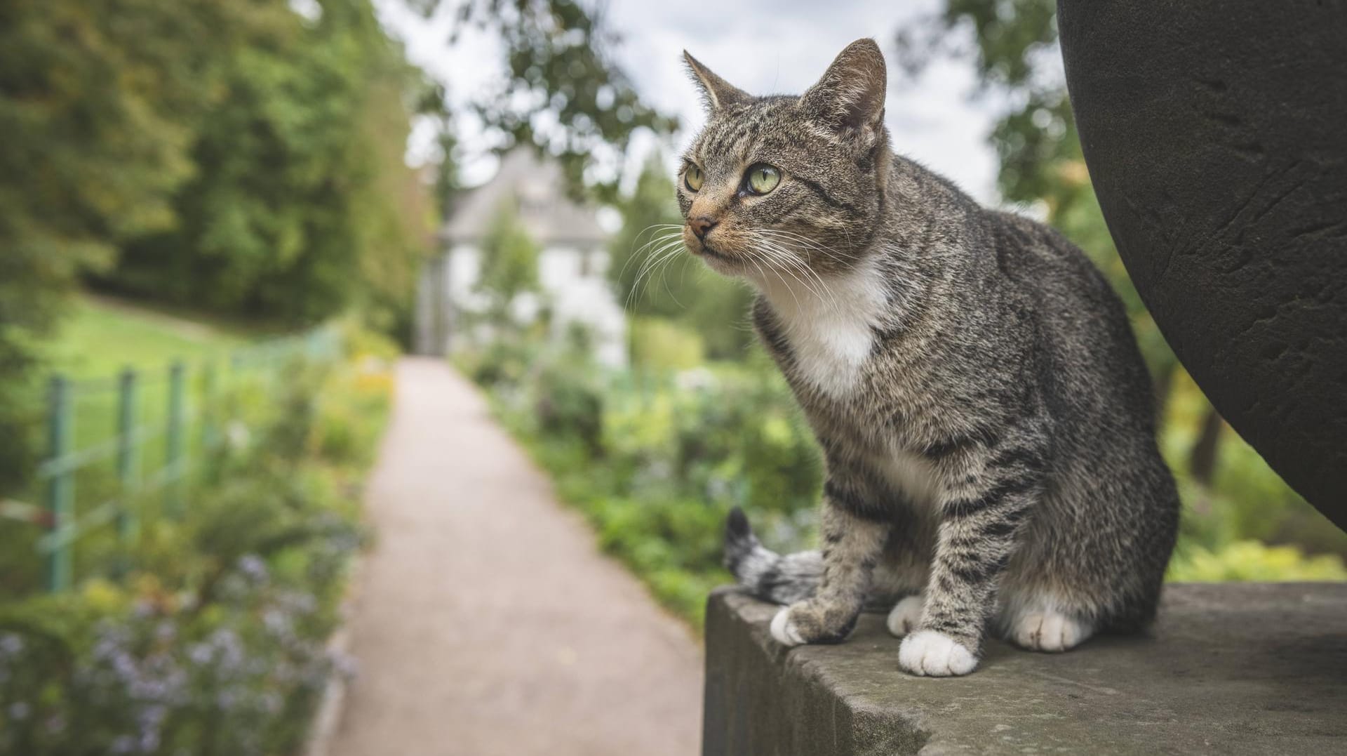 Katze in einem Garten in Weimar (Symbolbild): In Bremerhaven warnten Katzen ihre Besitzer vor einem Feuer.