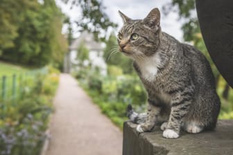 Katze in einem Garten in Weimar (Symbolbild): In Bremerhaven warnten Katzen ihre Besitzer vor einem Feuer.