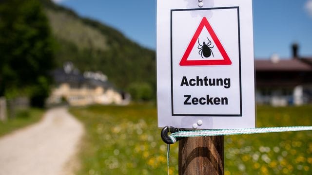 Zecken: Laut Prognose soll 2021 ein Zeckenjahr werden.