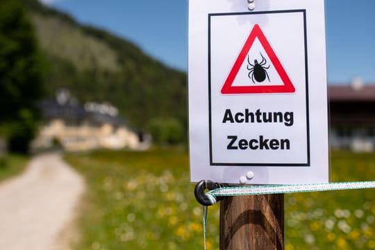 Zecken: Laut Prognose soll 2021 ein Zeckenjahr werden.