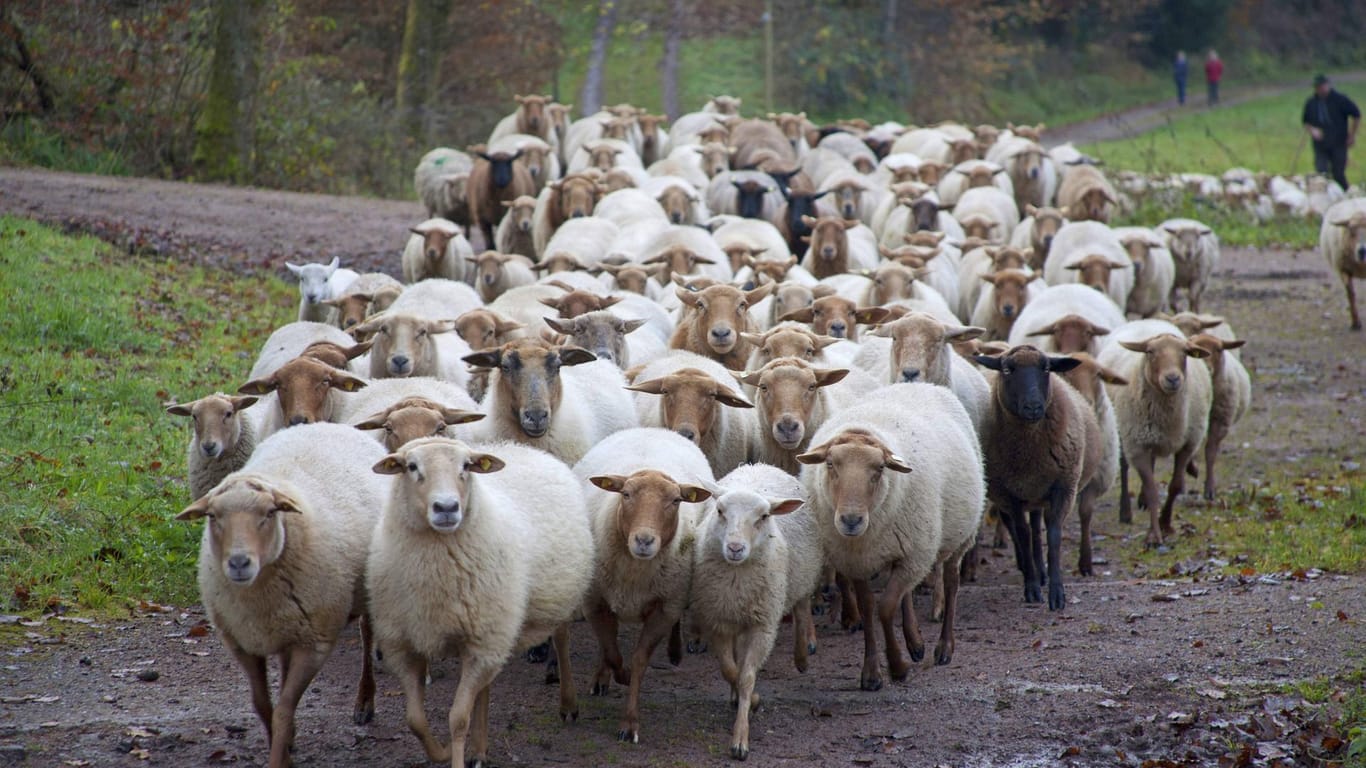 Eine Schafherde quert einen Weg (Symbolbild): Zahlreiche Tiere sind bei einem Verkehrsunfall getötet worden.