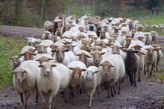 Eine Schafherde quert einen Weg (Symbolbild): Zahlreiche Tiere sind bei einem Verkehrsunfall getötet worden.