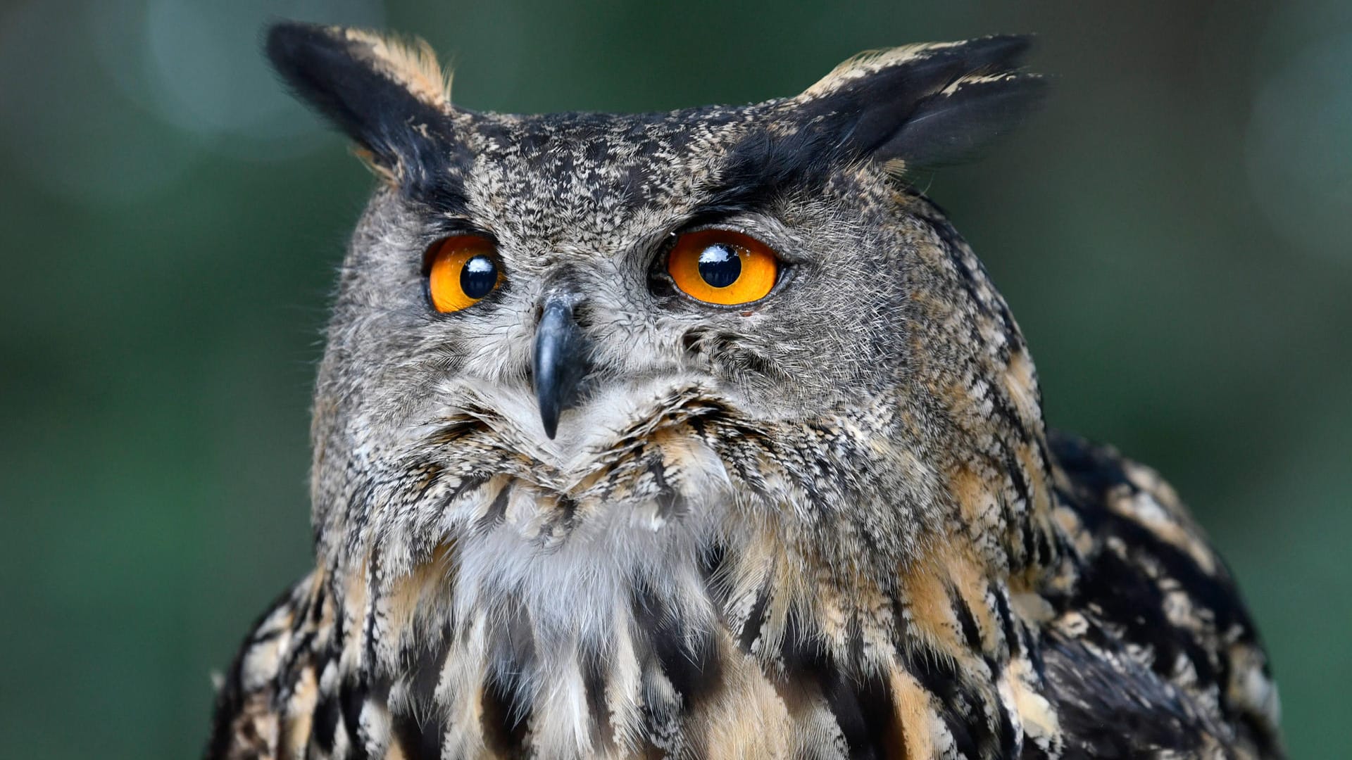 Ein Uhu (Symbolbild): Der Raubvogel hatte verletzt auf einer Bundesstraße gesessen.