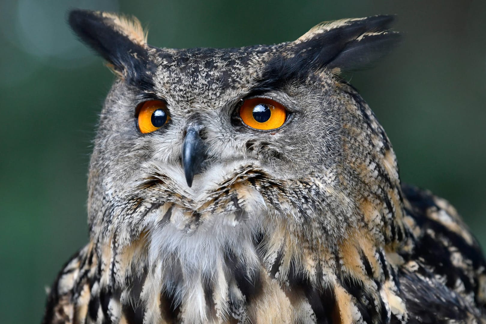 Ein Uhu (Symbolbild): Der Raubvogel hatte verletzt auf einer Bundesstraße gesessen.