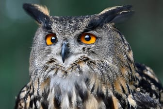 Ein Uhu (Symbolbild): Der Raubvogel hatte verletzt auf einer Bundesstraße gesessen.