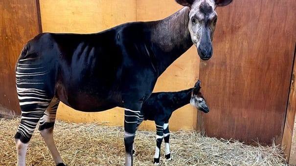 Das Okapi-Jungtier samt Mutter: Es ist bereits der zweite Nachwuchs im Zoo in kurzer Zeit. Das Okapi-Jungtier samt Mutter: Es ist bereits der zweite Nachwuchs im Zoo in kurzer Zeit.