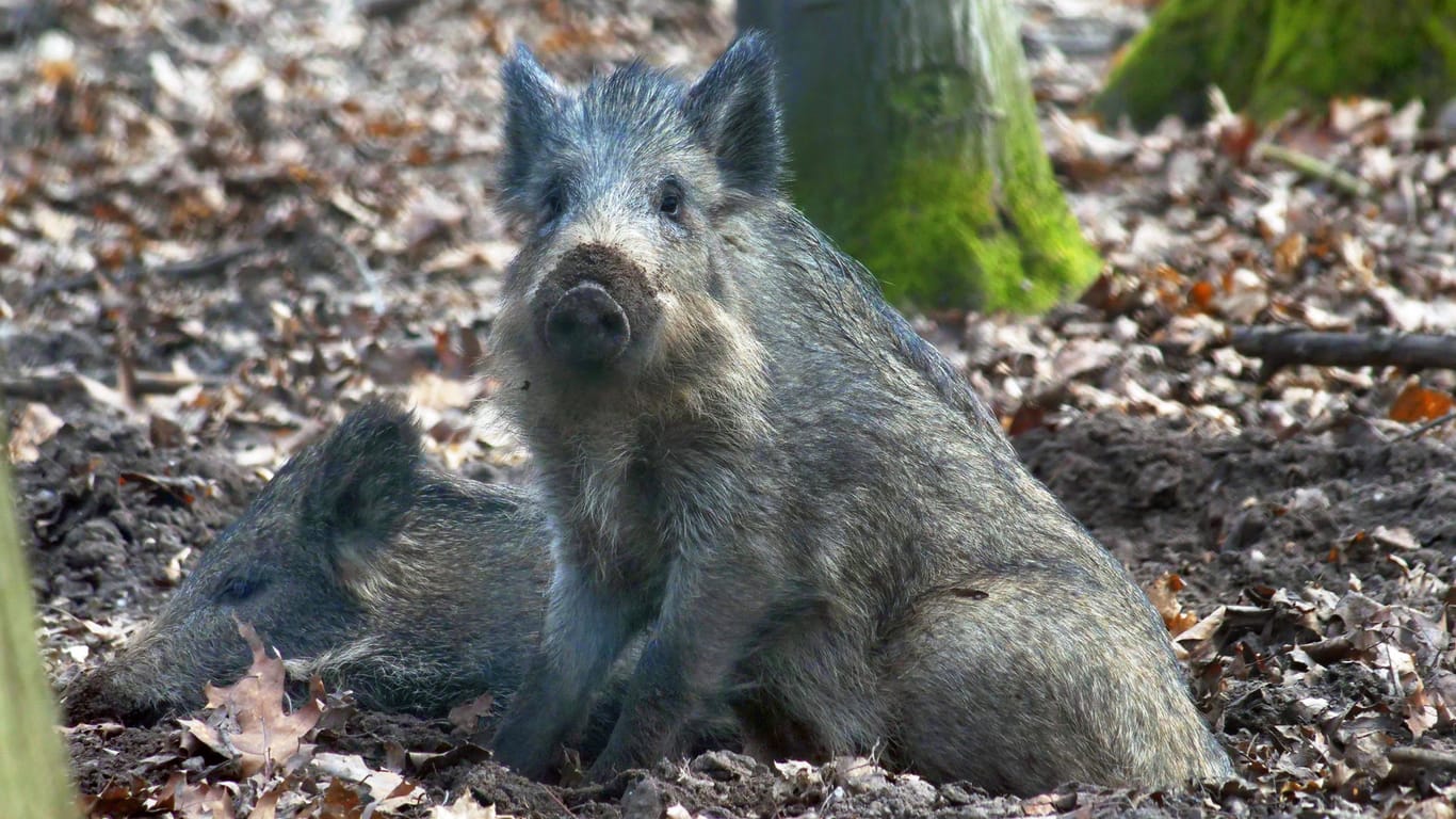 Wildschwein: In Teilen Süddeutschlands sind manche Tiere noch erheblich radiaokativ belastet.