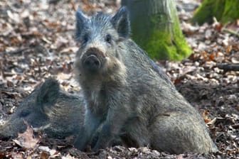 Wildschwein: In Teilen Süddeutschlands sind manche Tiere noch erheblich radiaokativ belastet.