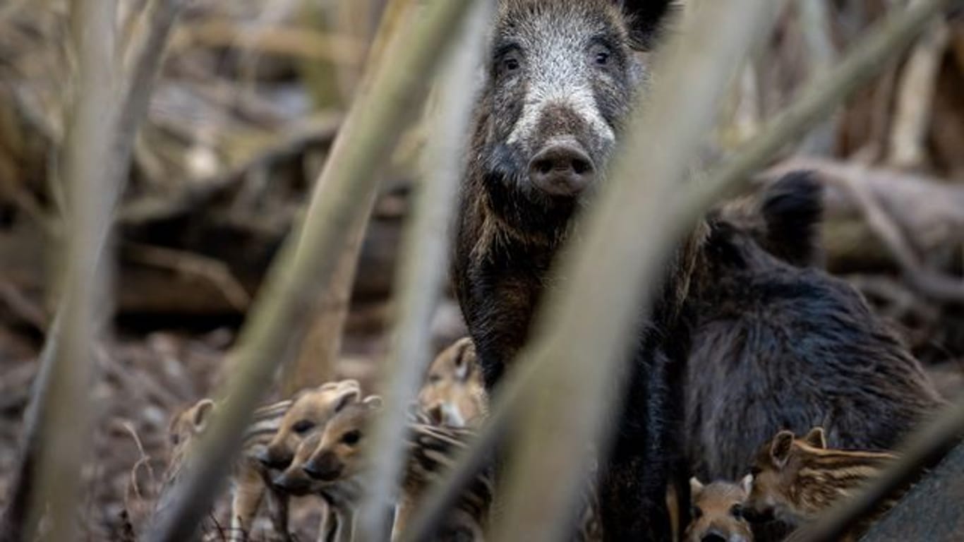 Eine Bache äugt umgeben von Frischlingen aus ihrem Wurfkessel in einem Waldstück (Symbolbild): In Karlsruhe waren Wildschweine in der Stadt unterwegs.