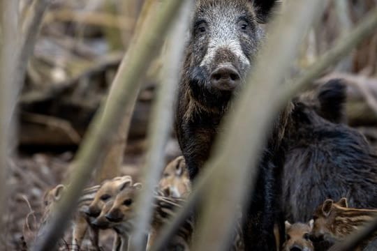 Eine Bache äugt umgeben von Frischlingen aus ihrem Wurfkessel in einem Waldstück (Symbolbild): In Karlsruhe waren Wildschweine in der Stadt unterwegs.