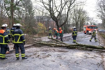 Hamburg: Feuerwehrleute beseitigen einen auf die Straße gestürzten Baum.