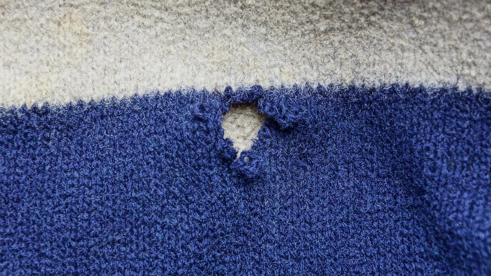 Motten und Pelzkäfer Diese Löcher in TShirts stammen nicht von Ungeziefer