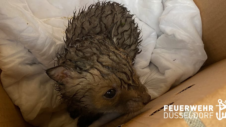 Das Fuchsbaby nach der Rettung durch die Feuerwehr: Seine Mutter konnte nicht gefunden werden. Das Fuchsbaby nach der Rettung durch die Feuerwehr: Seine Mutter konnte nicht gefunden werden.