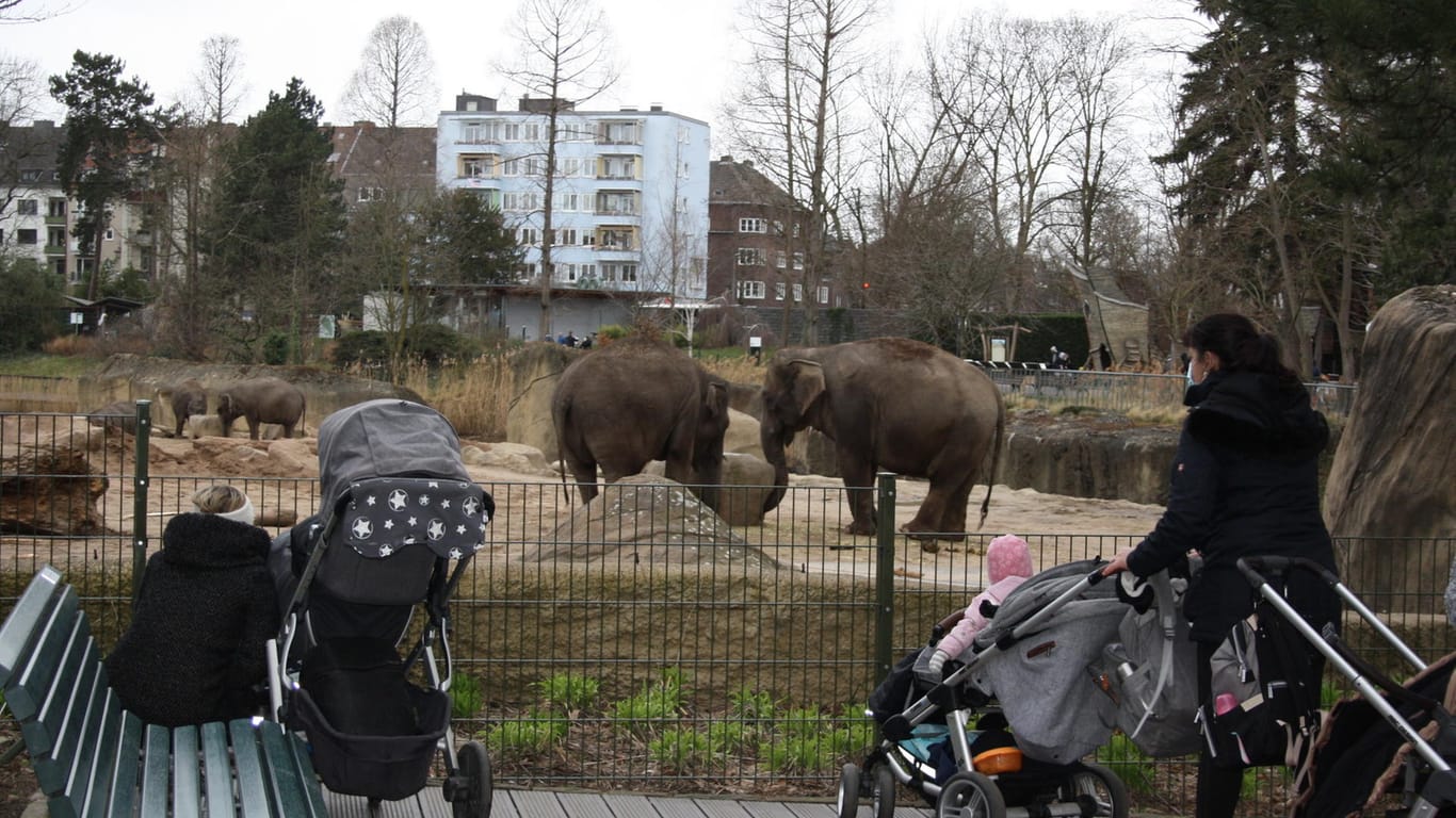 Die insgesamt 13-köpfige Elefantenfamilie gehört zu den Publikumsmagneten im Kölner Zoo.