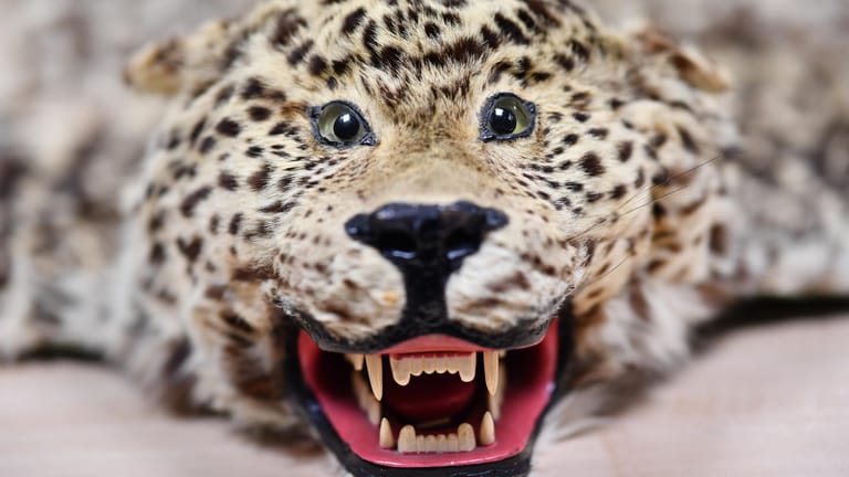 Ein Leopardenfell: Deutsche sind nach den Amerikanern die größten Großwildjäger.