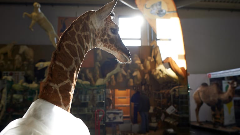 Eine präparierte Giraffe: Jäger haben im vergangenen Jahr 40 Giraffen importiert.